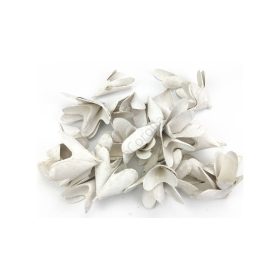 Háncsvirág hosszú fehér