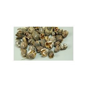 Bakuli havas 20 db/cs